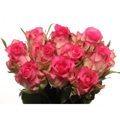 African Jewel Fresh Roses