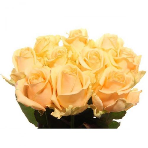 Peach Avalanche Fresh Roses